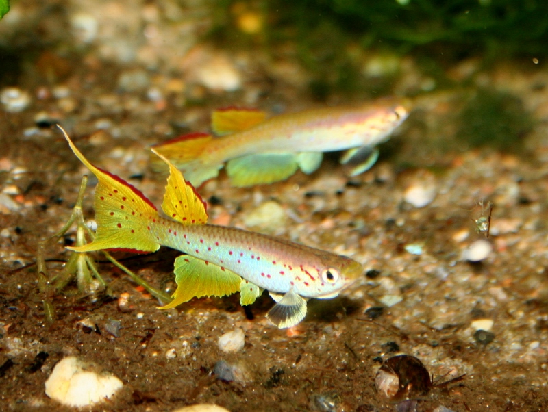Aphyosemion polli.jpg