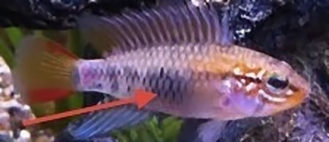 Apisto Viejita Zoom.jpg