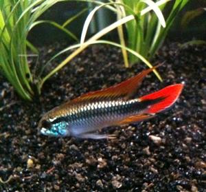 Apisto3.JPG