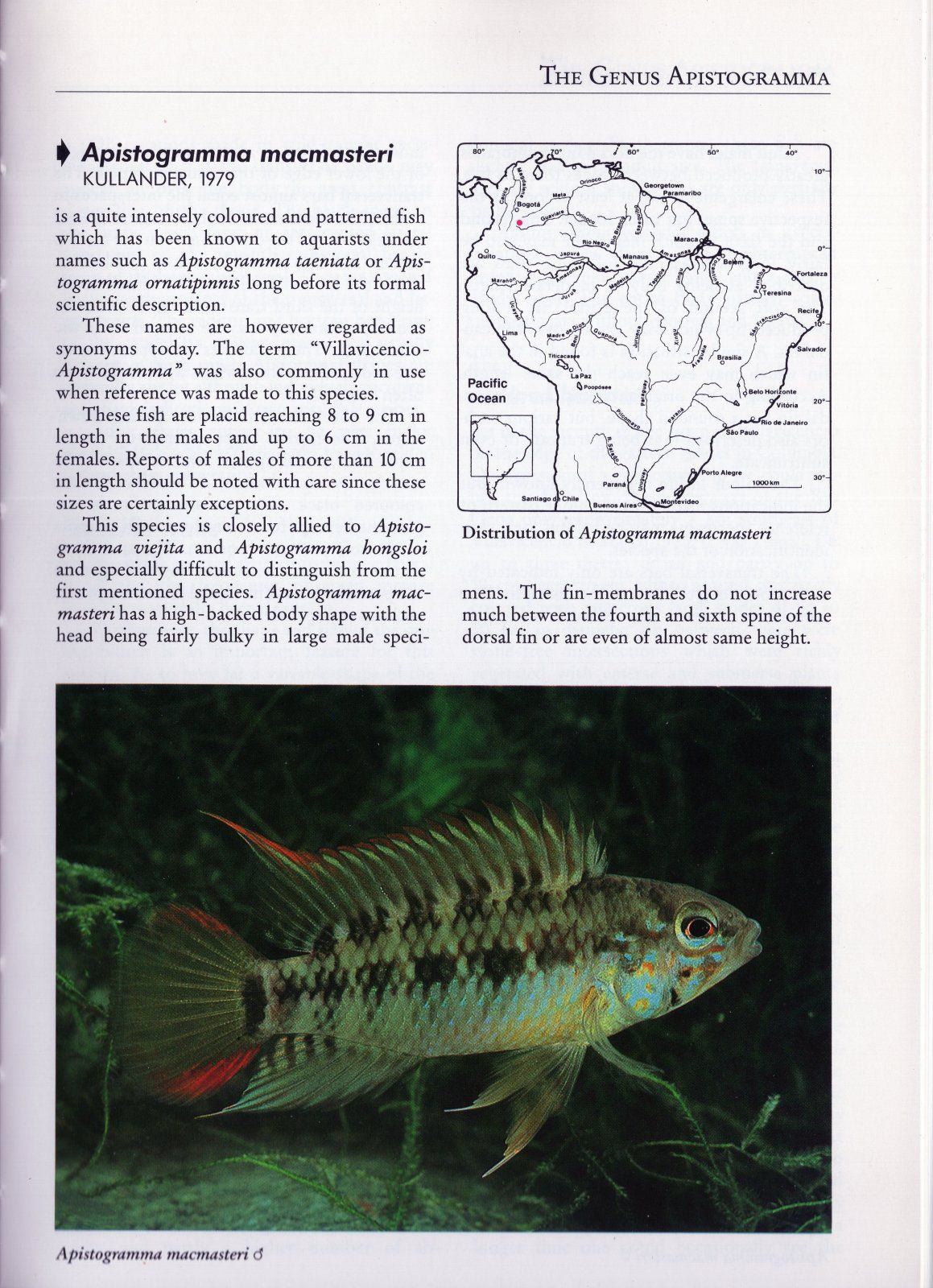 Apistogramma macmasteri1.jpg