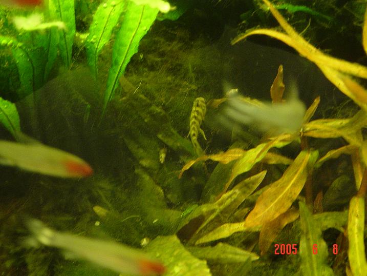 Apistogramma_Puerto_Narino_Female.JPG