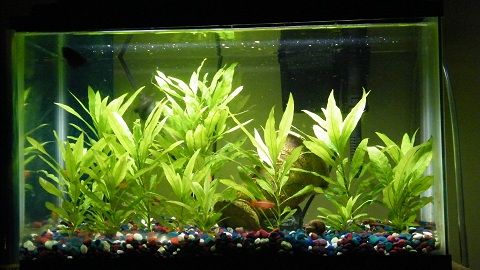 April tank.jpg