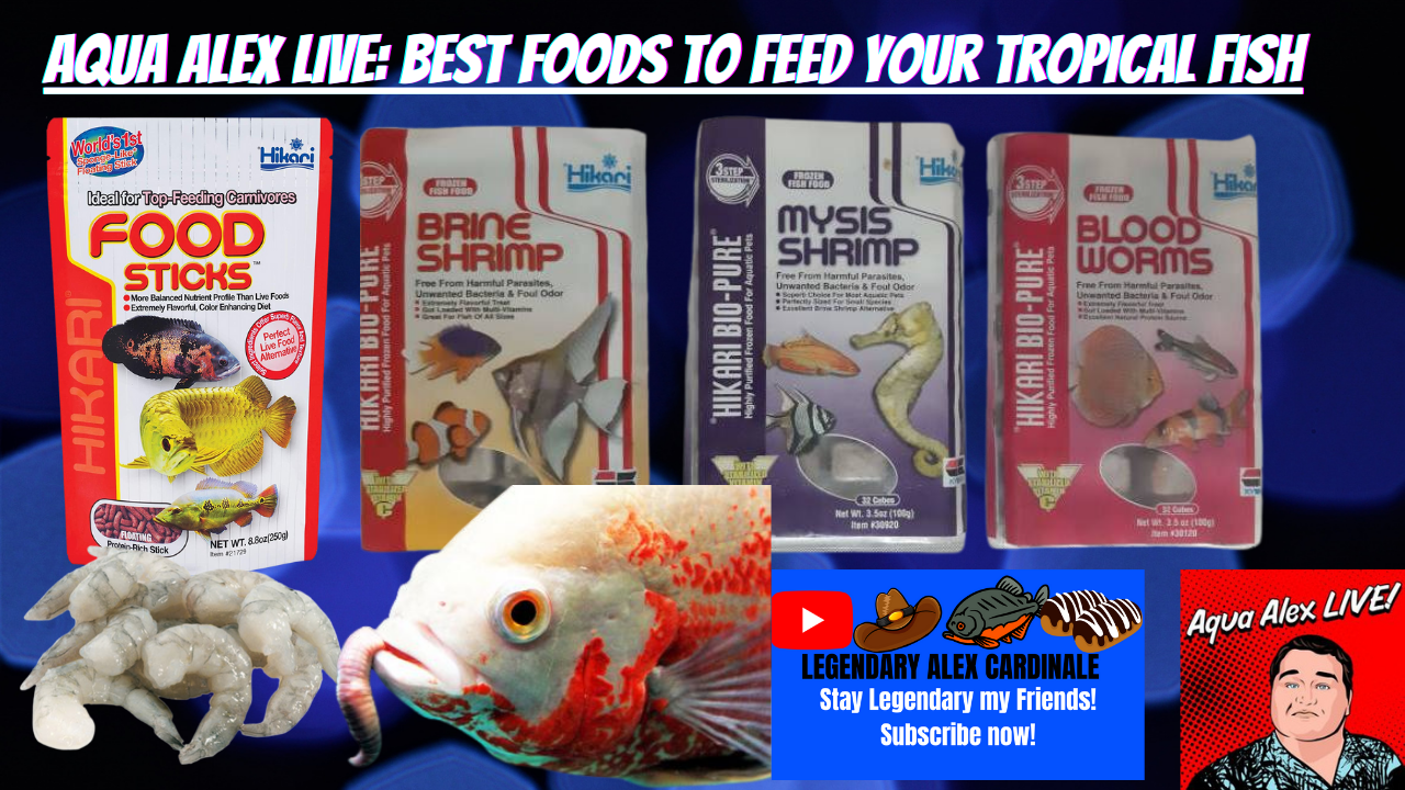 Aqua Alex LIVE Best Foods To Feed Your Tropical Fish.png Tropical