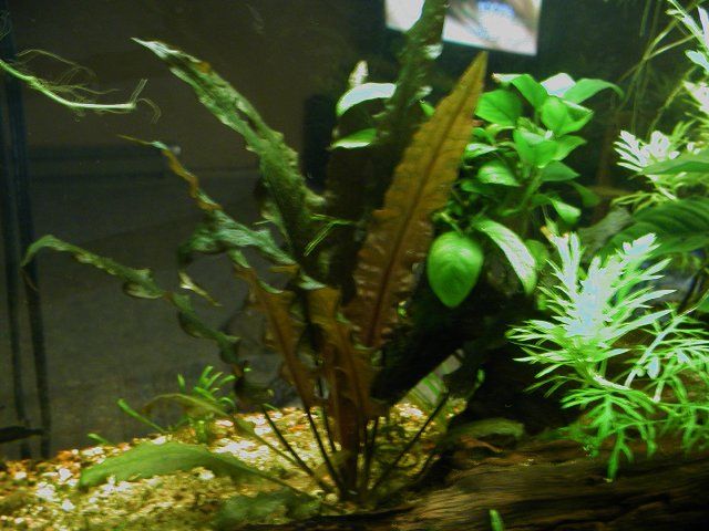 Aquarium 007.JPG