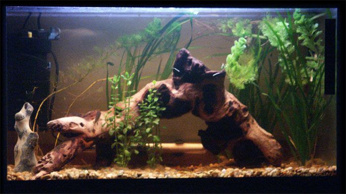 aquarium_28april_sm.jpg