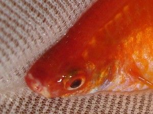 Aquarium_311b.JPG