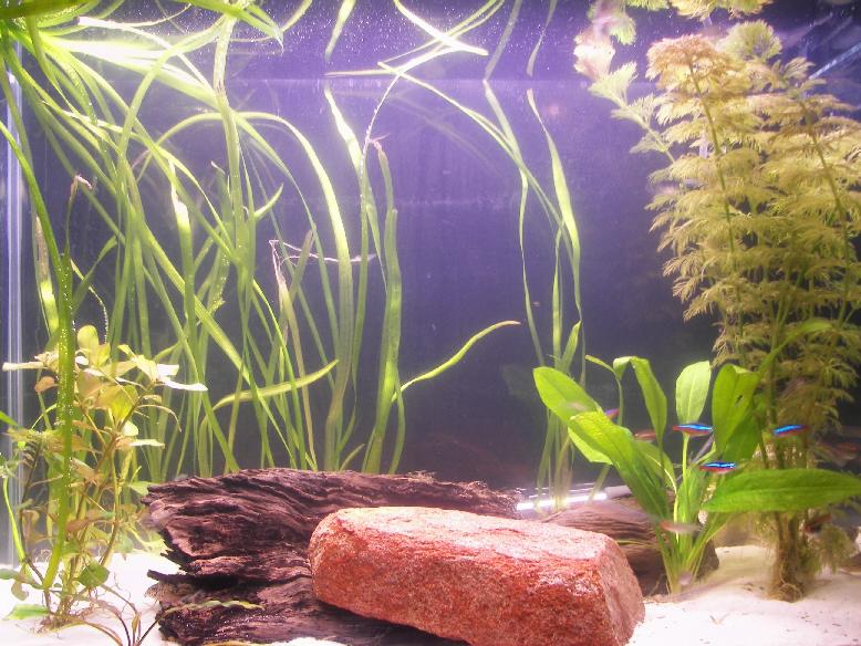 aquarium_resize2.JPG