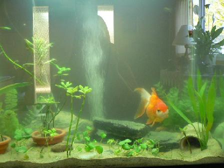 aquariumredo.jpg