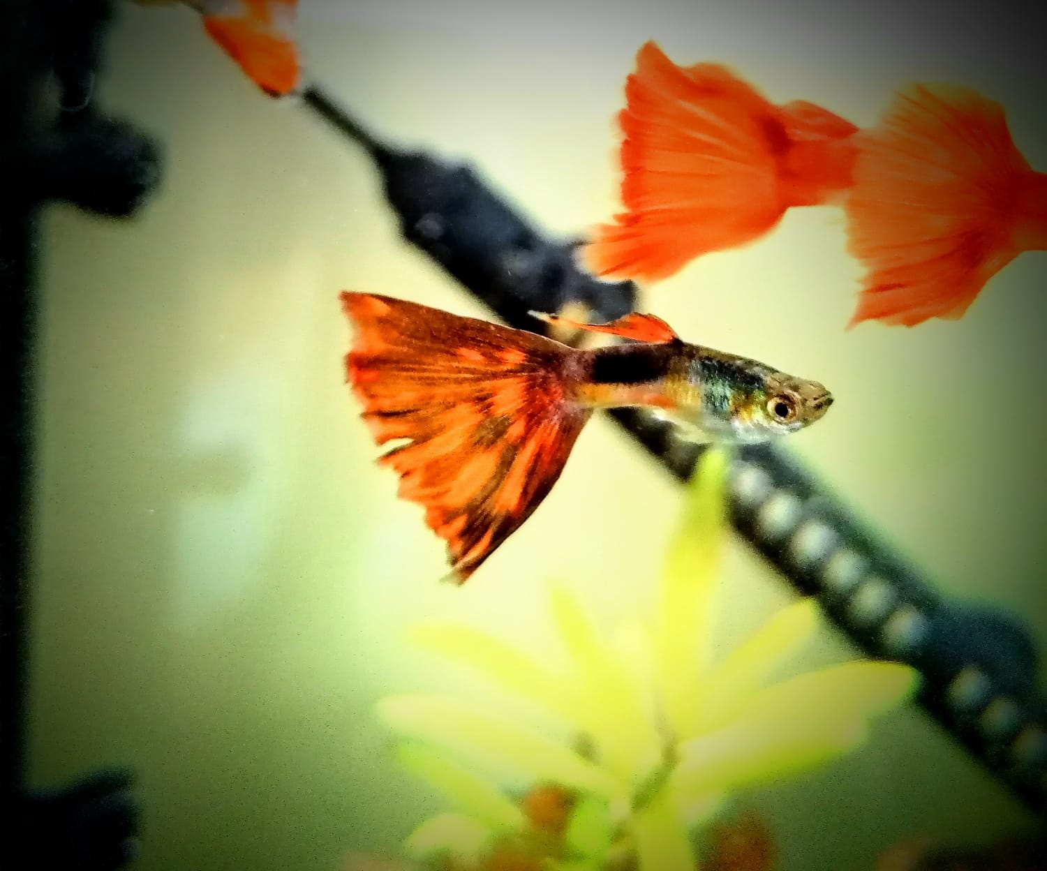 AriesGuppy.jpeg