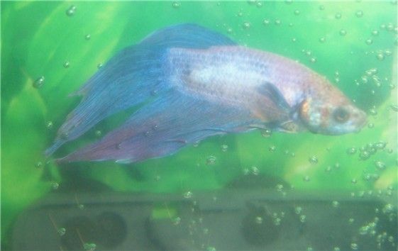arnie16pic2bubbles.jpg
