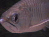 arowana_4.jpg