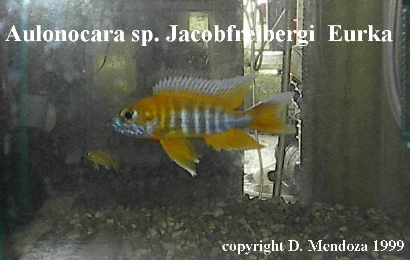 Aulonocara_sp_jacobfreibergi__Eureka.jpg