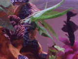 avatar_DSC01636gf.gif