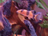 avatar_DSC01638gf.gif