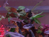 avatar_DSC01647gf.gif