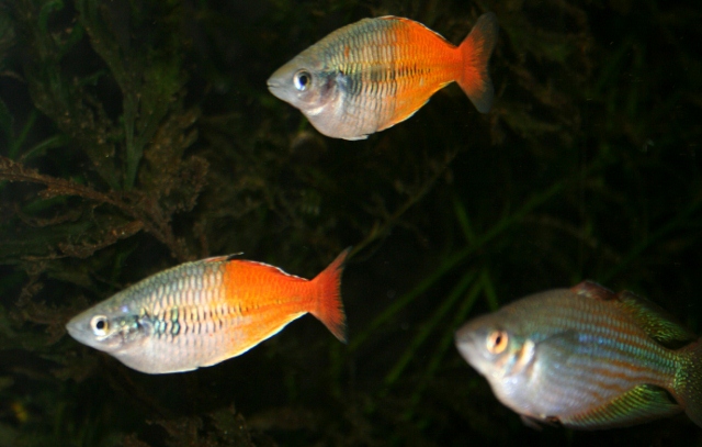 aytinjacolour5 (640x407).jpg