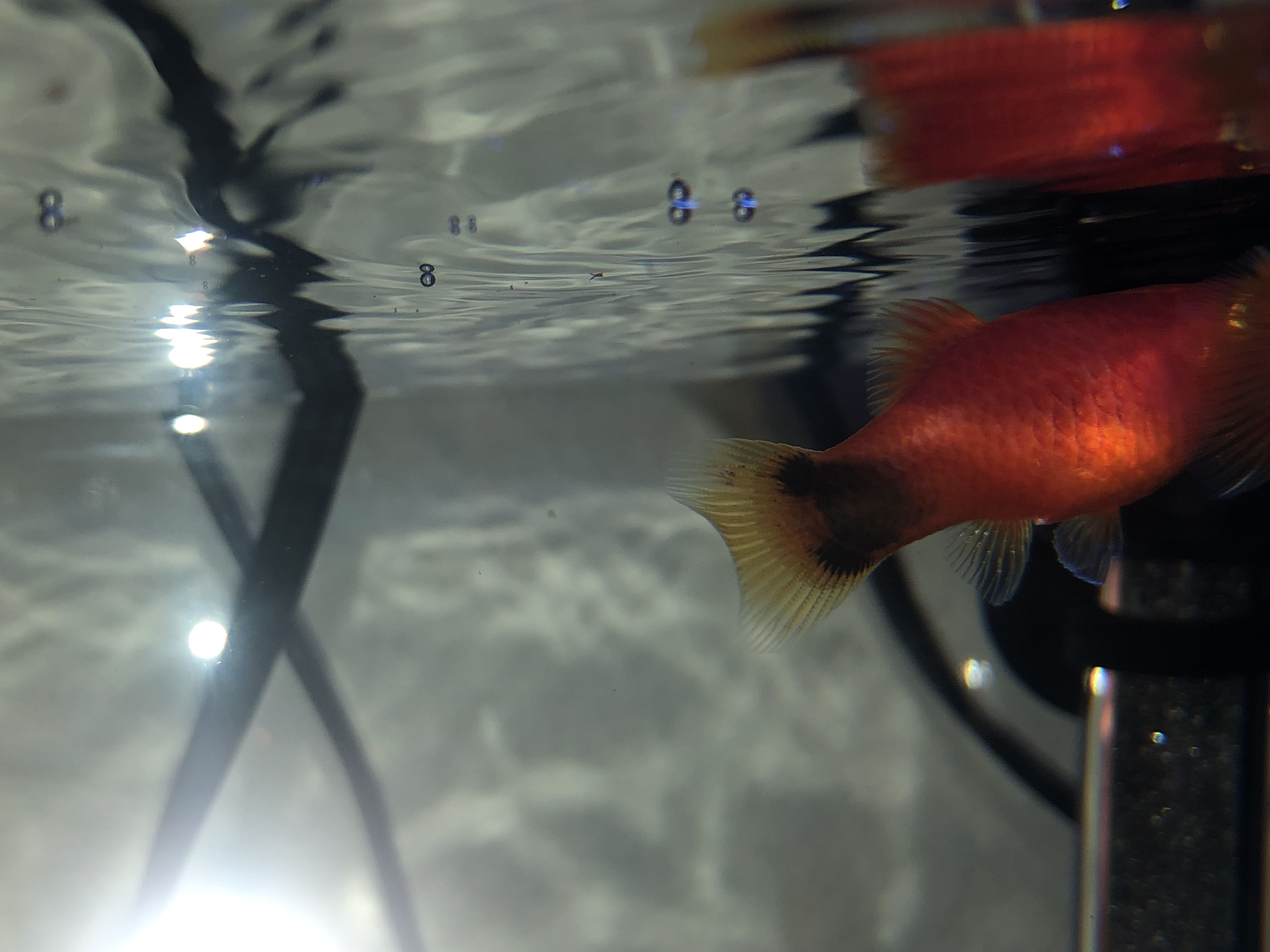 B84028C4-3F56-4CDC-A358-B01544AECAD9.jpeg