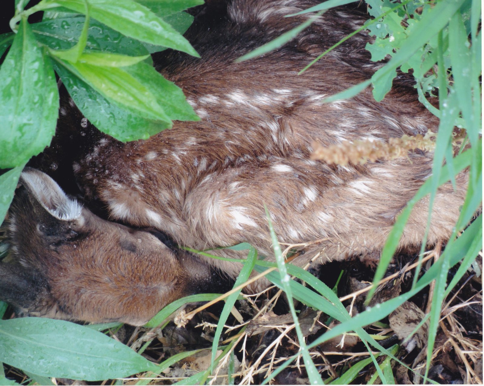 baby deer-small.jpg