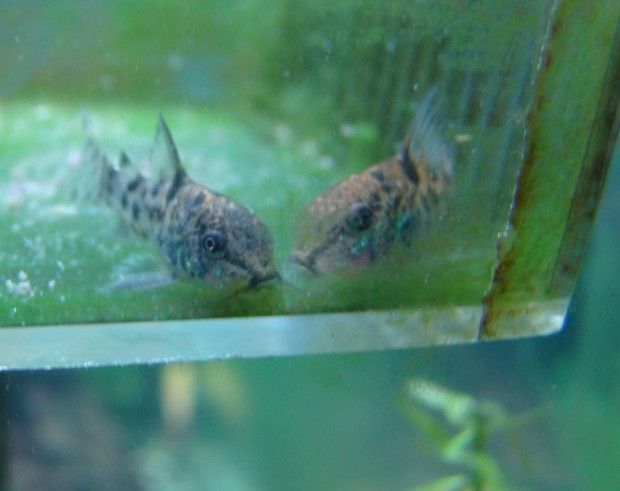 baby pep corys 1 31.jpg