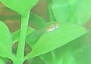 baby_fish_003.JPG