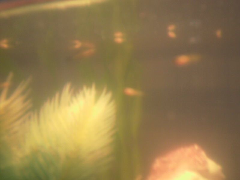 baby_fish_2_16_7_09.jpg