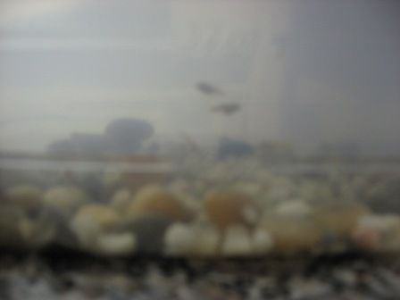 Baby_fish__at_least_5_weeks_old__002.jpg