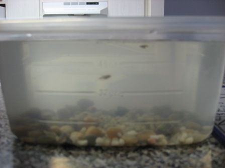 Baby_fish__at_least_5_weeks_old__003.jpg
