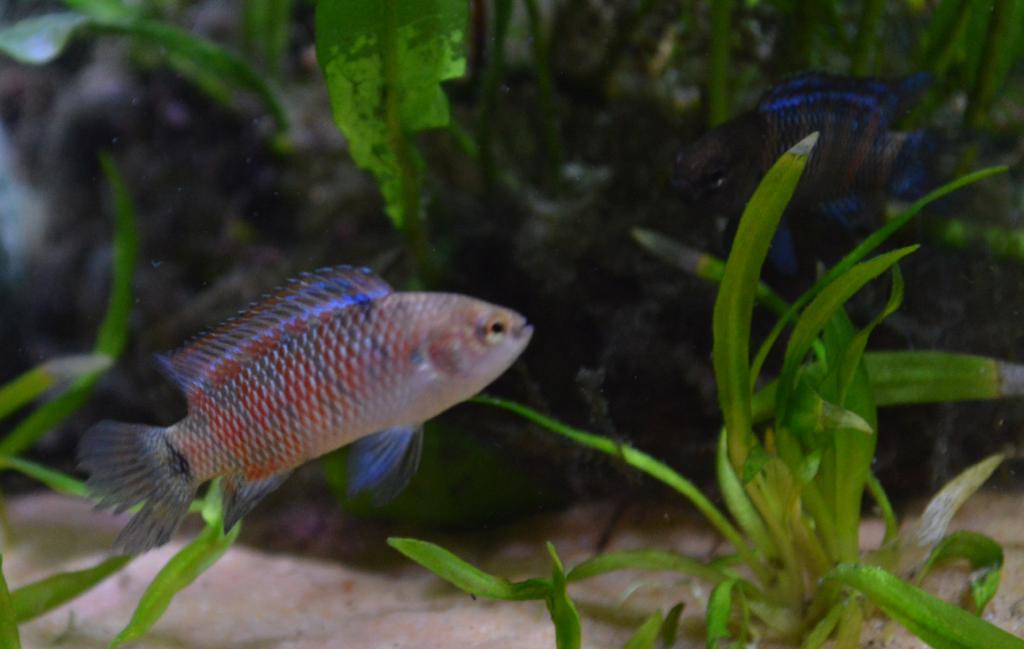 Badis males (2).JPG