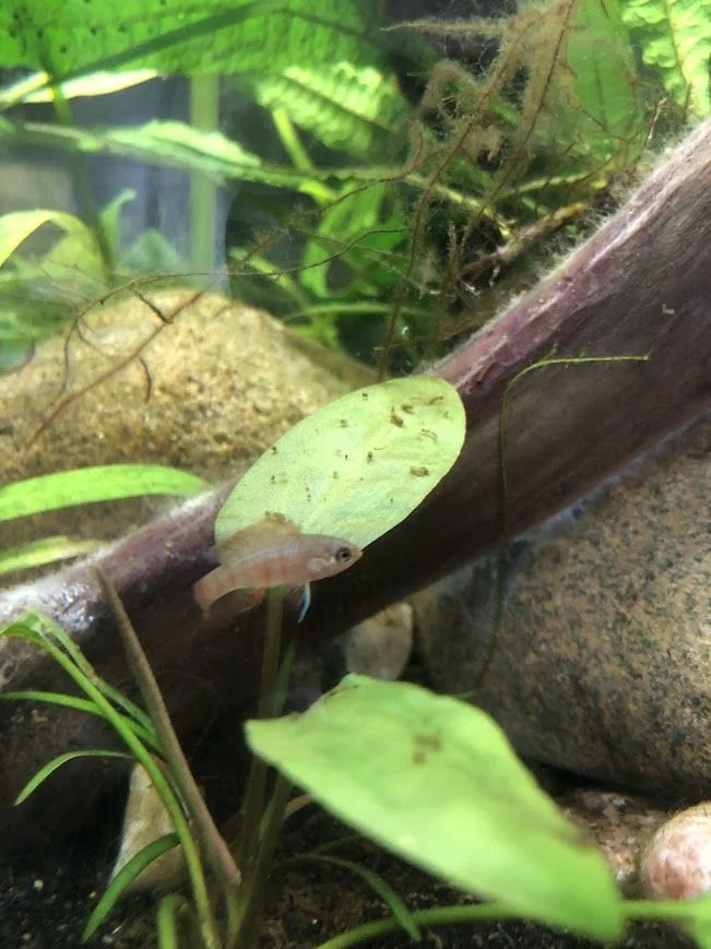 badis2.jpg