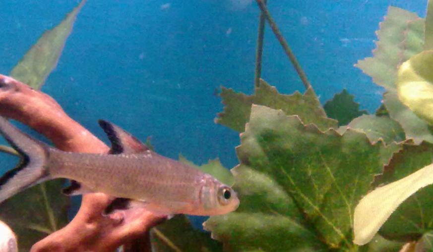 bala shark ill.JPG