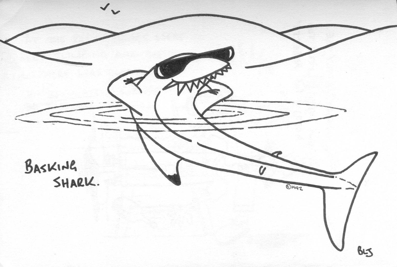 Basking Shark.jpg