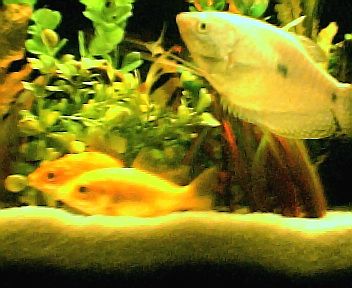 bcommon_fancy_bgourami001.jpg