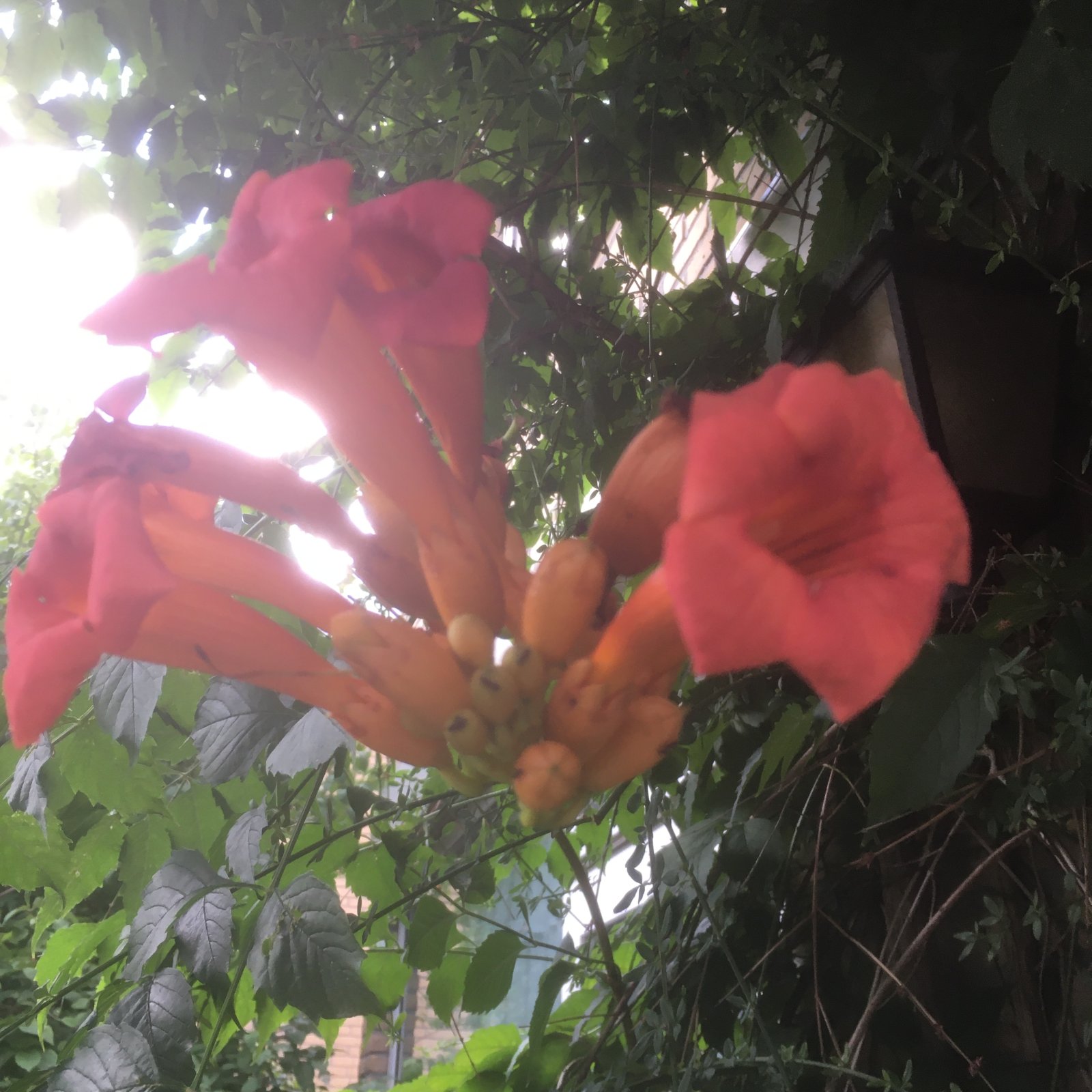 BEE35D5A-8310-4F30-B576-3FE650784E3A.jpeg
