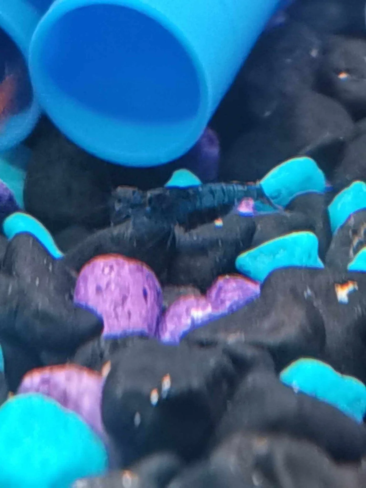 berried shrimp.jpg