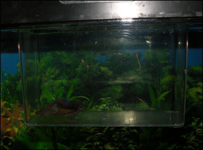 Betta 1a.JPG