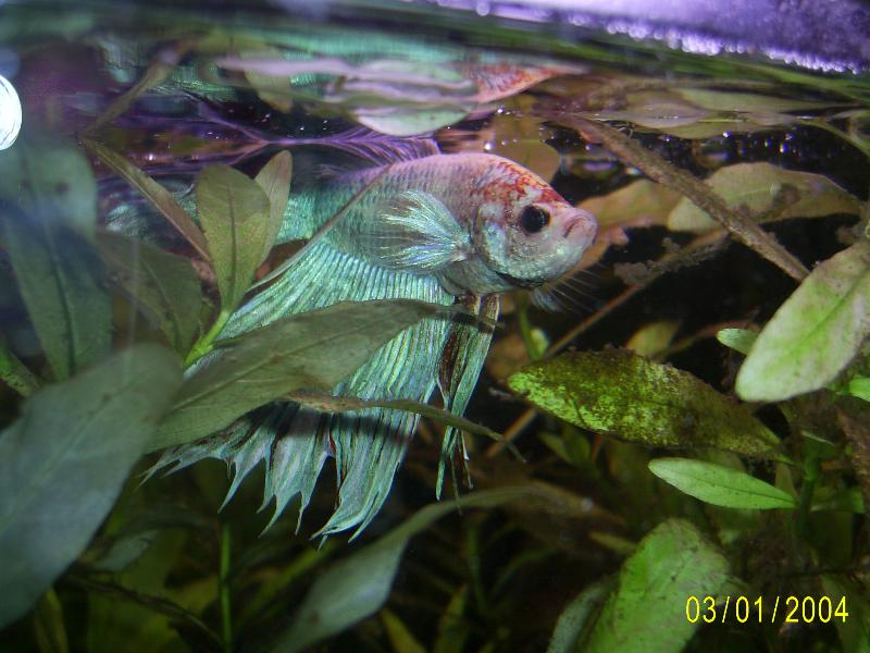 Betta.JPG