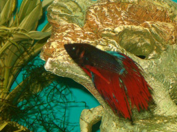 Betta.jpg