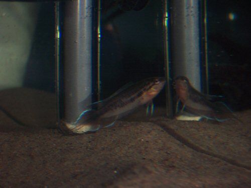 betta.JPG