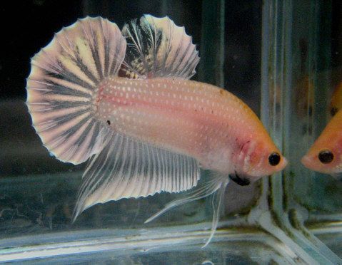 betta.jpg