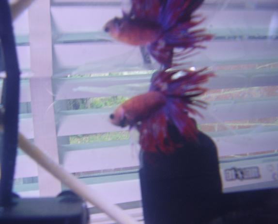 betta.JPG