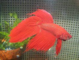 Betta.jpg