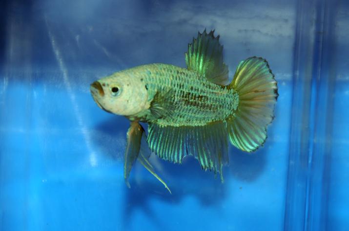 betta.JPG