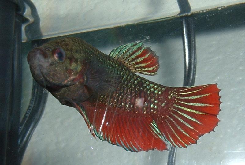 betta.JPG