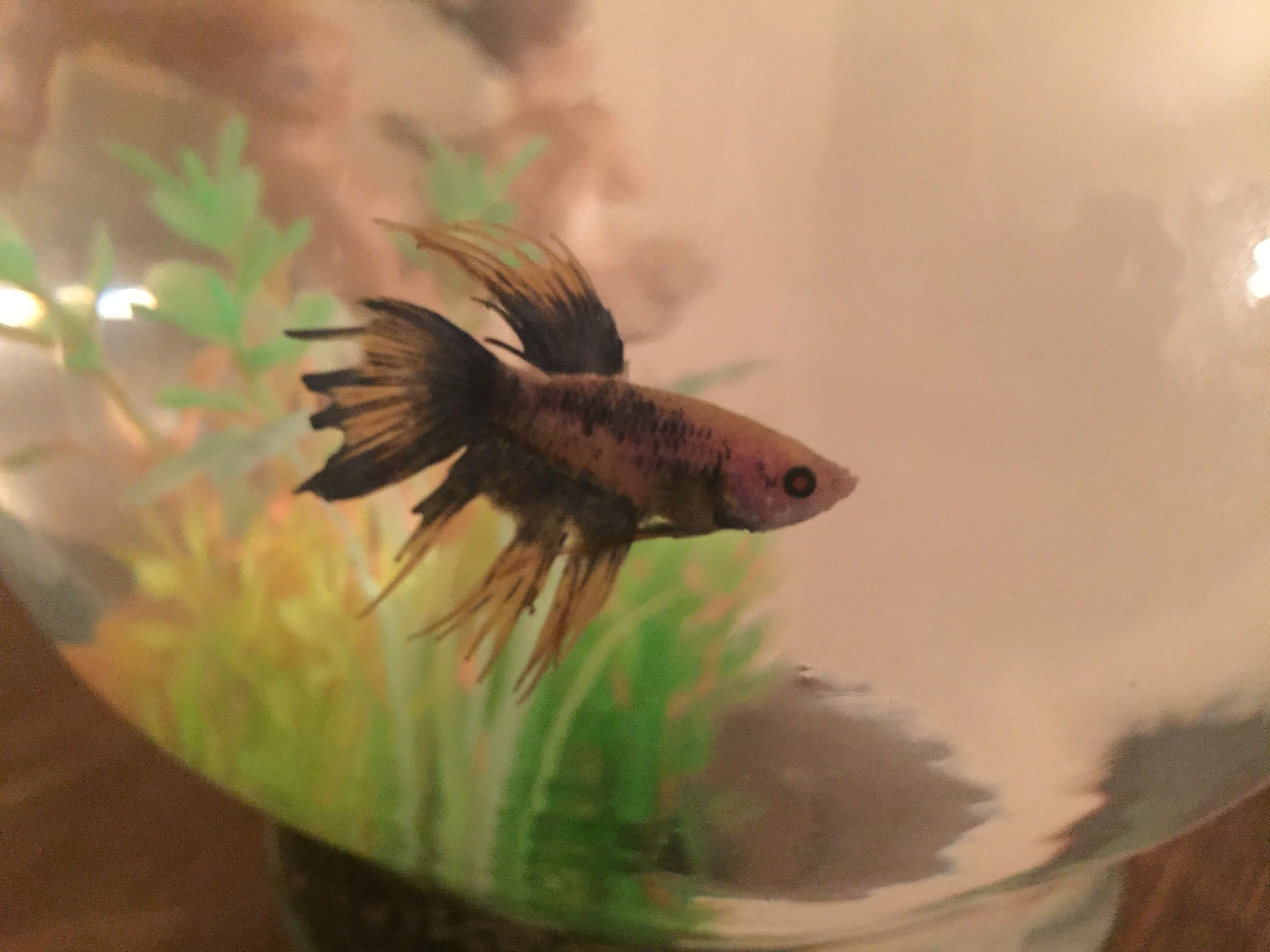 Betta .jpg