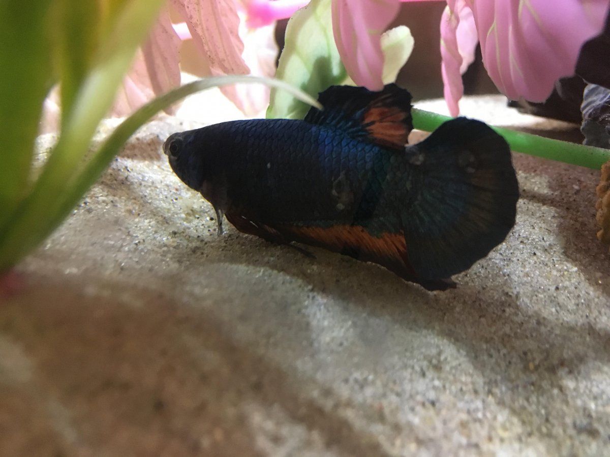 Betta of the month winner!.jpg