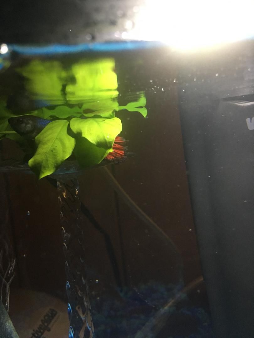 betta1.jpeg