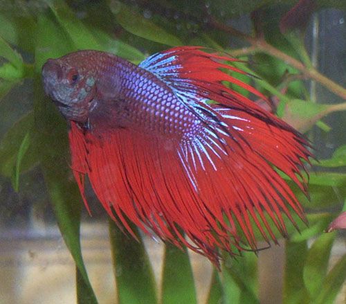 betta1.jpg