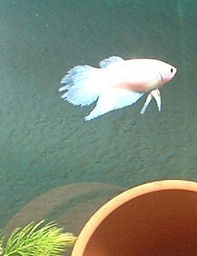 betta1.JPG