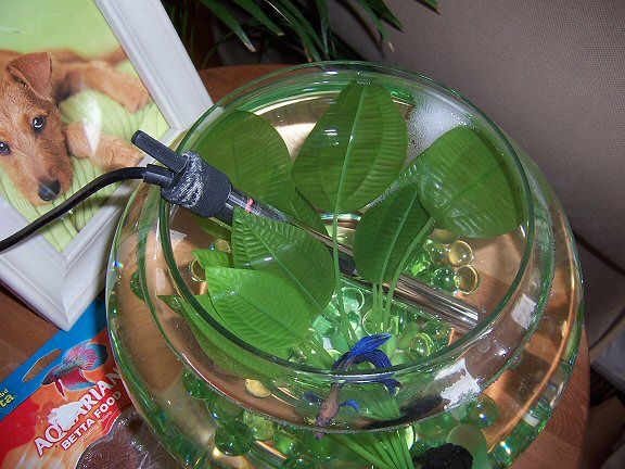 betta14.JPG
