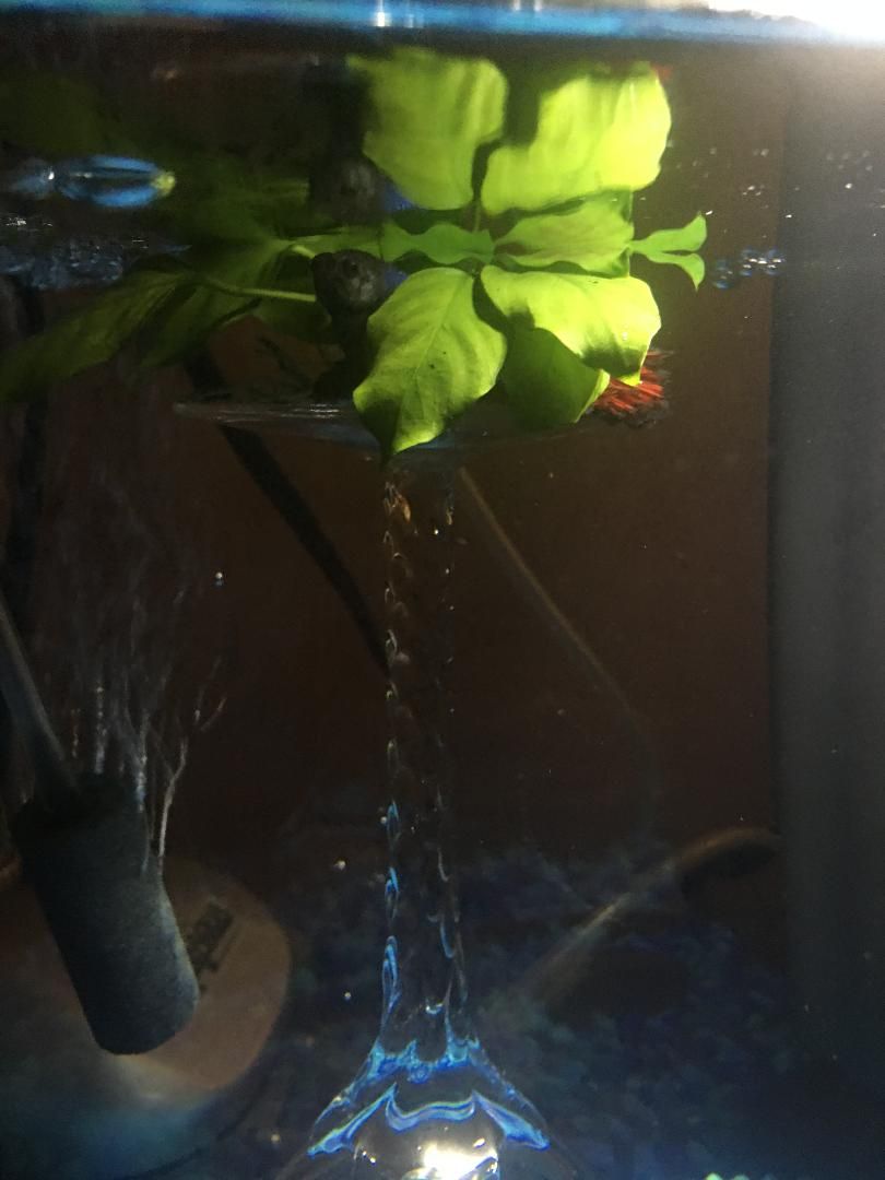 betta2.jpeg
